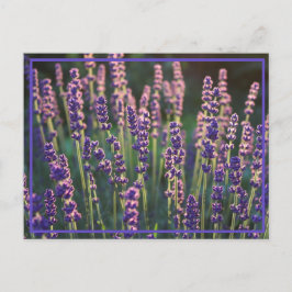 Cartão Postal Flores de Lavanda Luminosas Belas