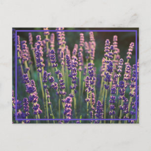 Cartão Postal Flores de Lavanda Luminosas Belas