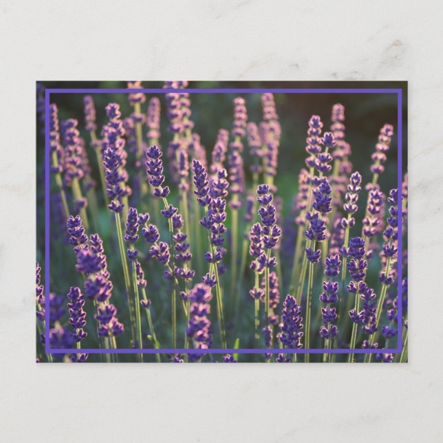 Cartão Postal Flores de Lavanda Luminosas Belas (Frente)