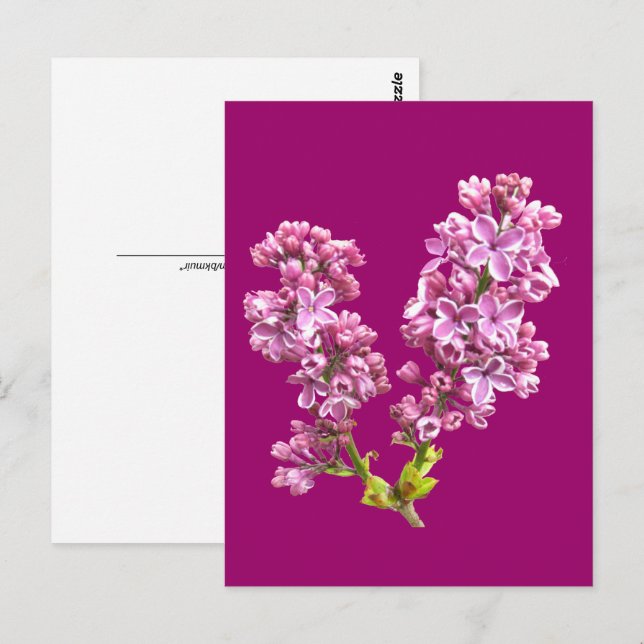 Cartão postal - Flores de Lilás (Frente/Verso)