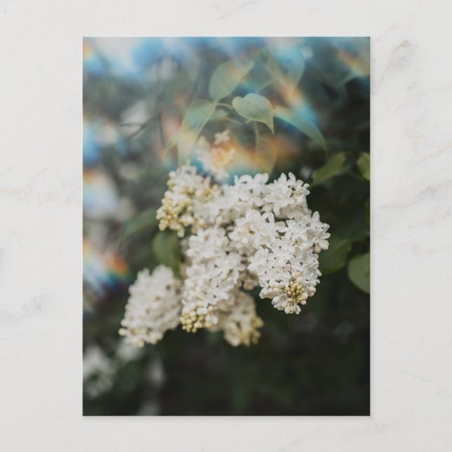 Cartão Postal Flores de Lilás Branco com Brilho de Arco-íris, Sa (Frente)