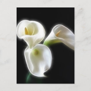 Cartão Postal Flores de Lírio de Calla Elegantes 6 Modernos