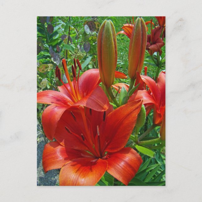 Cartão Postal Flores de Lírio Laranja (Frente)