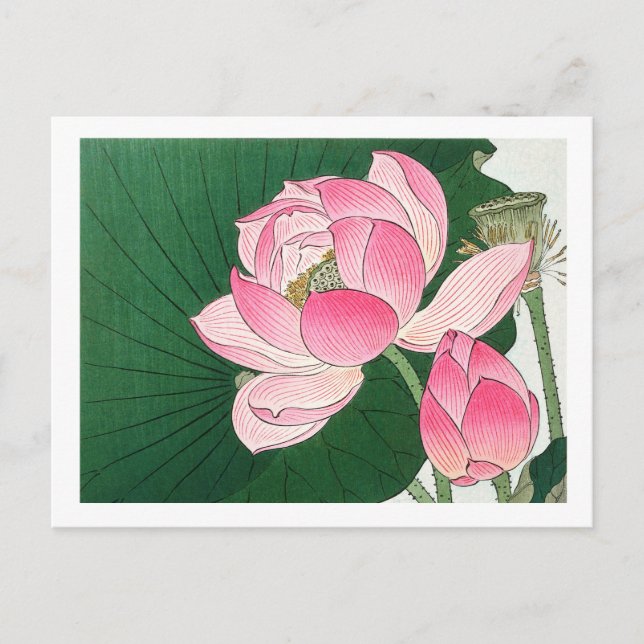 Cartão Postal Flores de lótus em flor - Ohara Koson - ampliado (Frente)