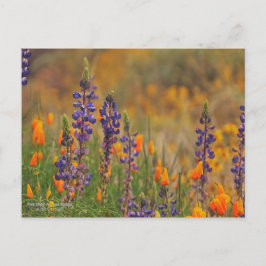 Cartão Postal Flores De Lupina Do Deserto Azul E Poppias Laranja