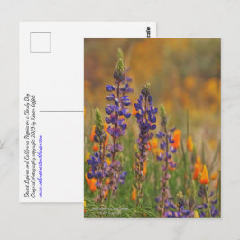 Cartão Postal Flores De Lupina Do Deserto Azul E Poppias Laranja