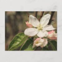 Flores de Maçã ao Sol, Fotografia da Natureza
