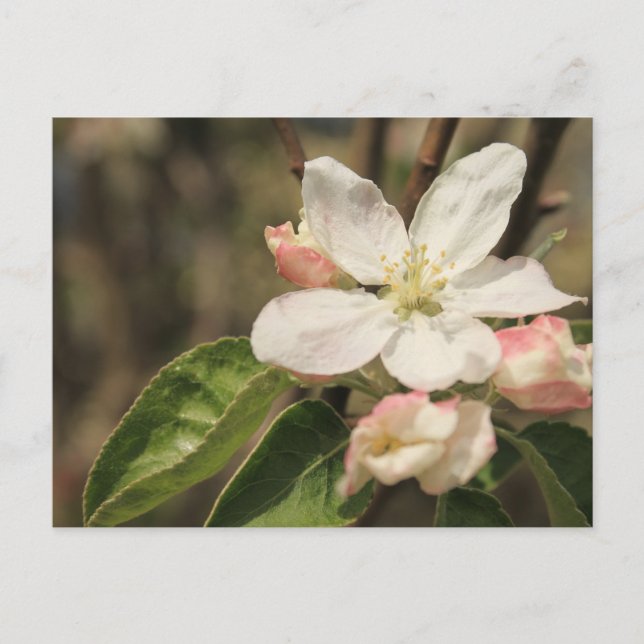 Cartão Postal Flores de Maçã ao Sol, Fotografia da Natureza (Frente)
