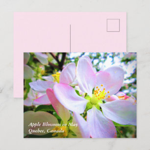 Cartão Postal Flores de Maçã Brancas Rosadas em Maio Canadá Post