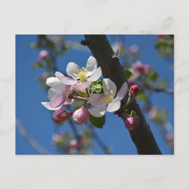 Cartão Postal Flores de maçã - Um ramo florido de macieira  (Frente)