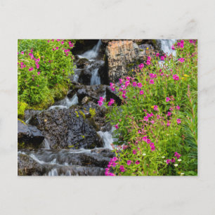 Cartão Postal Flores De Macaco Ao Longo Do Almoço Em Glaciar