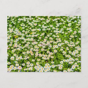 Cartão Postal Flores de margarida
