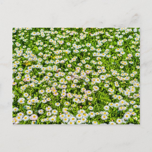 Cartão Postal Flores de margarida (Frente)