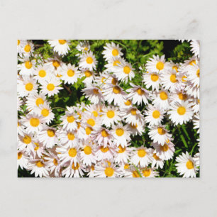 Cartão Postal Flores de margarida branca