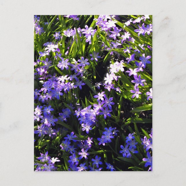 Cartão Postal Flores de Mola Azul (Frente)