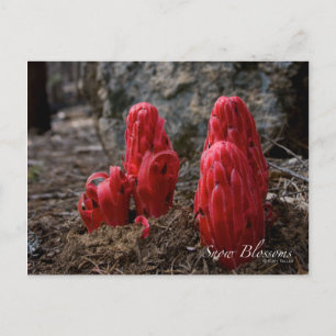 Cartão Postal Flores de Neve