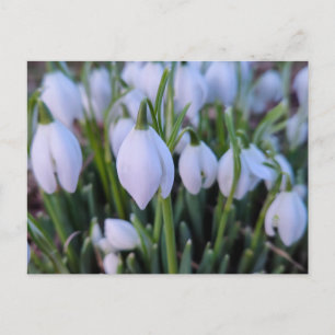 Cartão Postal Flores de neve