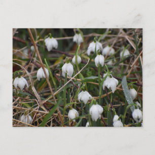 Cartão Postal Flores de neve