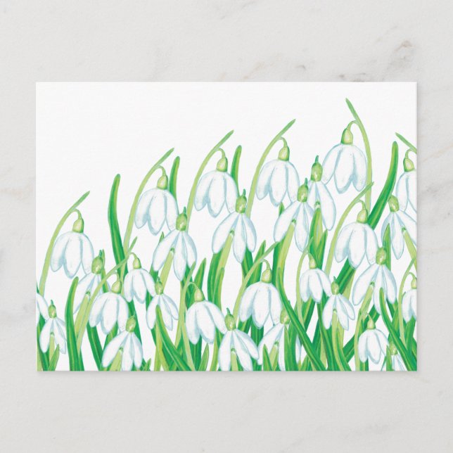 Cartão Postal Flores de Neve da Primavera (Frente)