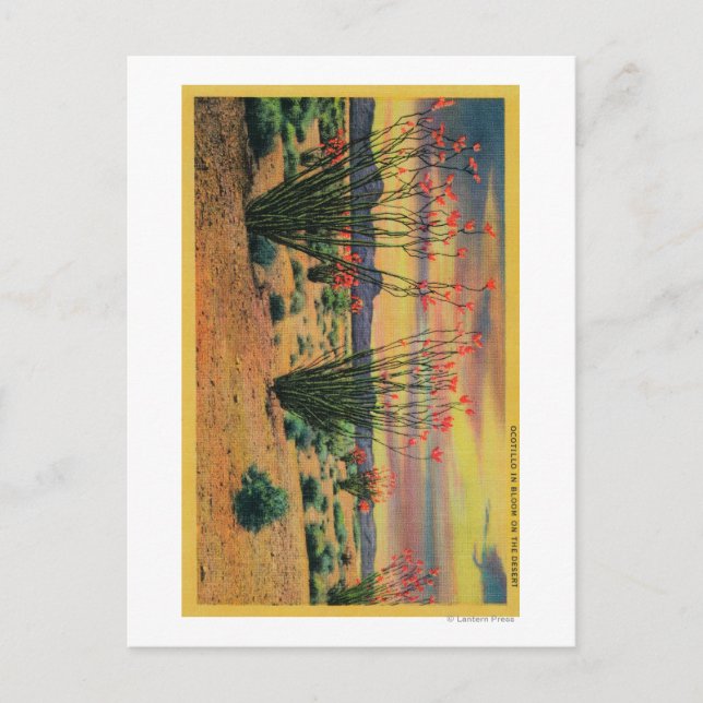 Cartão Postal Flores de Ocotillo em Floração, Deserto da Califór (Frente)