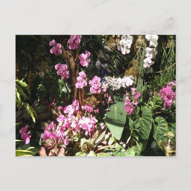 Cartão Postal Flores de Orquidea (Frente)