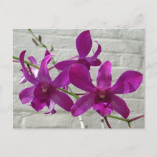 Cartão Postal Flores de Orquídea Exótica Violeta