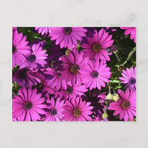 Cartão Postal Flores De Osteospermum Roxo