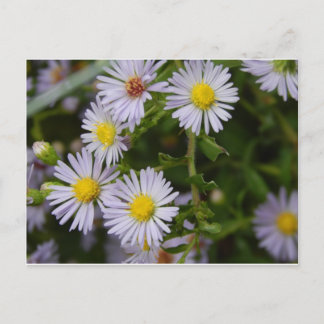 Cartão Postal Flores de Outono