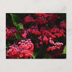 Cartão Postal Flores de Pagode Colorido Vermelho e Rosa