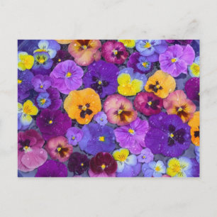 Cartão Postal Flores de pansy flutuando em banho de pássaros co