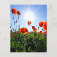 Flores de Papagaios Vermelhos Selvagens