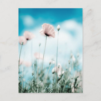 Cartão Postal Flores de Papoila