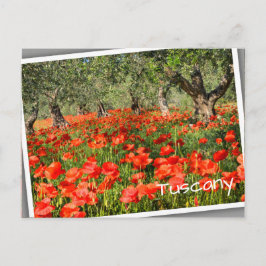 Cartão Postal Flores de papoila vermelha sob oliveiras antigas