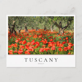 Cartão Postal Flores de papoula sob oliveiras na Toscana, Itália