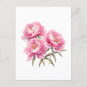 Cartão Postal Flores De Pedônio Rosa De Aquarela