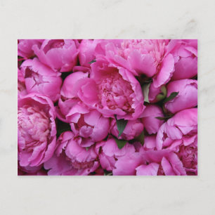 Cartão Postal Flores De Pêmonas Lush Rosa