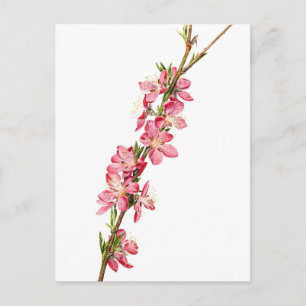 Cartão Postal Flores De Pêssego (Prunus) - Arte Botânica Vinta