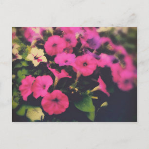 Cartão Postal Flores de Petunia da Loja de Grocería
