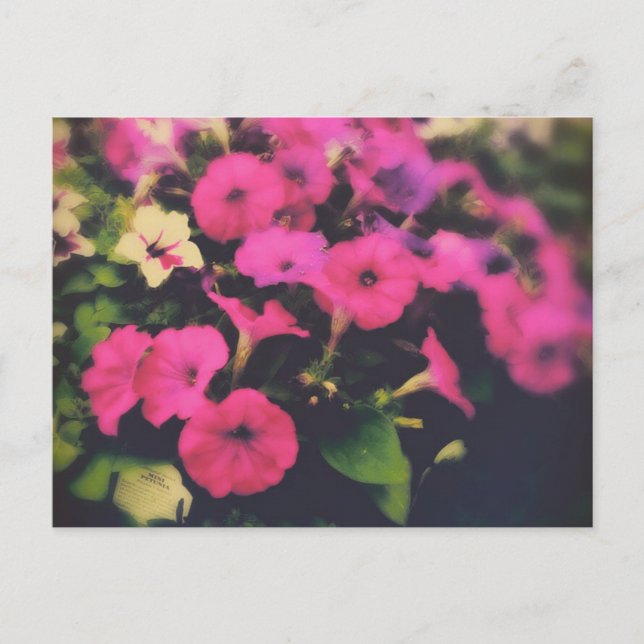 Cartão Postal Flores de Petunia da Loja de Grocería (Frente)