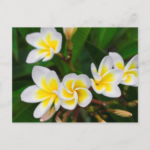 Cartão Postal Flores de Plumeria close-up, Havaí