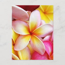 Cartão Postal Flores de Plumeria Frangipani Amarelo-Rosa