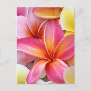 Cartão Postal Flores de Plumeria Frangipani, Cor-de-rosa, púrpu