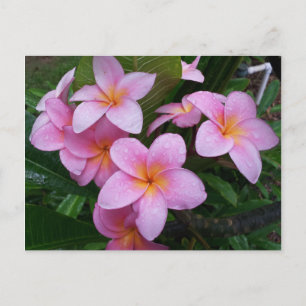 Cartão Postal Flores de Plumeria Rosa Hawaii