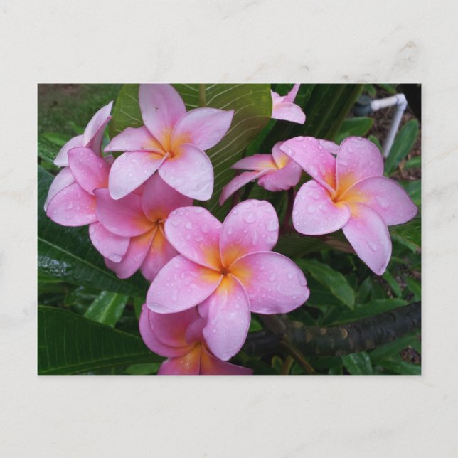 Cartão Postal Flores de Plumeria Rosa Hawaii (Frente)