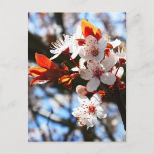 Cartão Postal Flores de primavera