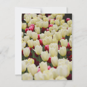 Cartão Postal Flores de primavera