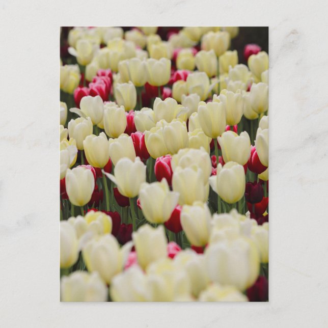 Cartão Postal Flores de primavera (Frente)