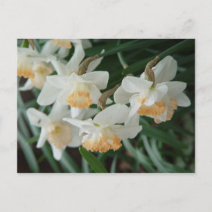 Cartão Postal Flores de primavera