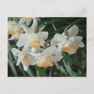 Cartão Postal Flores de primavera