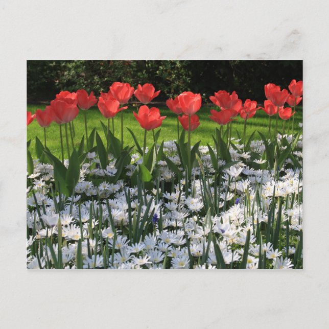 Cartão Postal Flores de primavera (Frente)